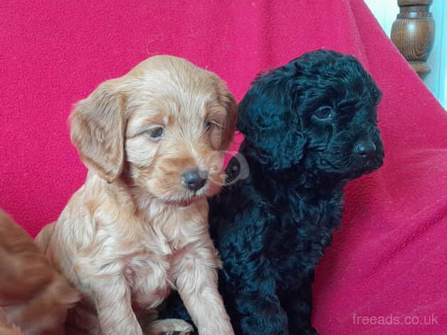 Beautiful Cockapoo Puppies for sale in Oxford, Staffordshire - Image 4