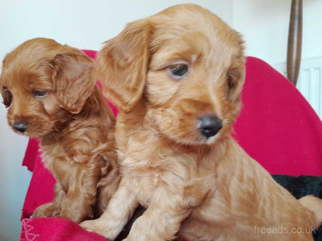 Beautiful Cockapoo Puppies for sale in Oxford, Staffordshire - Image 5