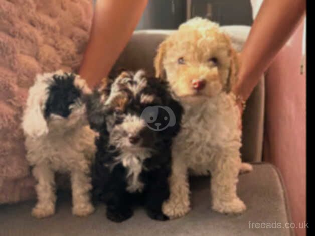 Beautiful Cockapoo puppies for sale in Cardiff