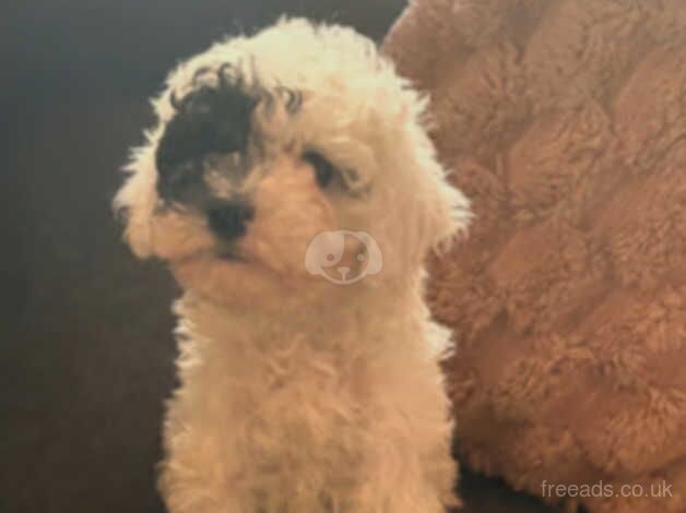 Beautiful Cockapoo puppies for sale in Cardiff - Image 4