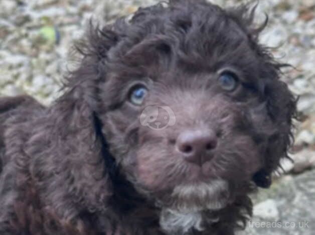 Beautiful Cockapoo puppies for sale in Cardiff - Image 5