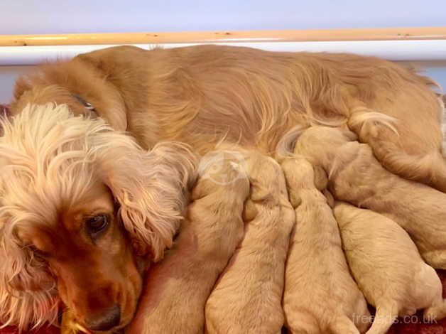 BEAUTIFUL COCKAPOO PUPPIES for sale in Colchester, Essex