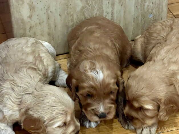 BEAUTIFUL COCKAPOO PUPPIES for sale in Colchester, Essex - Image 2