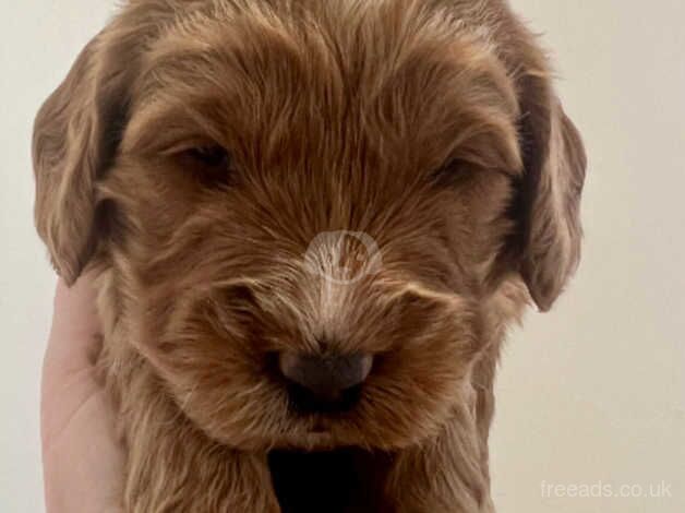 BEAUTIFUL COCKAPOO PUPPIES for sale in Colchester, Essex - Image 3