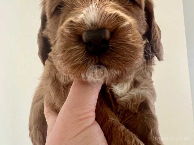 BEAUTIFUL COCKAPOO PUPPIES for sale in Colchester, Essex - Image 4