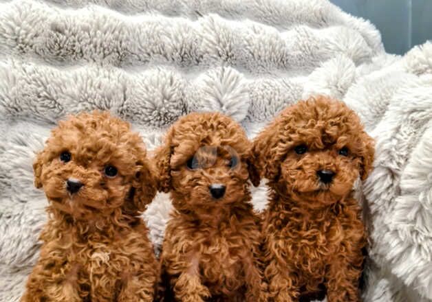 BEAUTIFUL COCKAPOO PUPPIES for sale in Doncaster, South Yorkshire