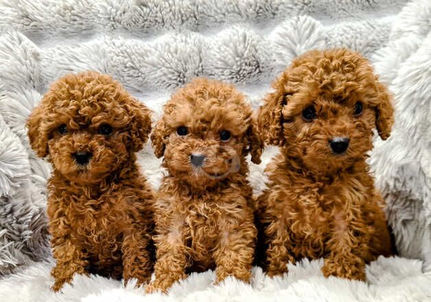 BEAUTIFUL COCKAPOO PUPPIES for sale in Doncaster, South Yorkshire - Image 2