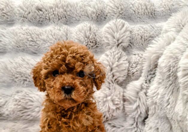 Cockapoo Puppies for sale in South Yorkshire