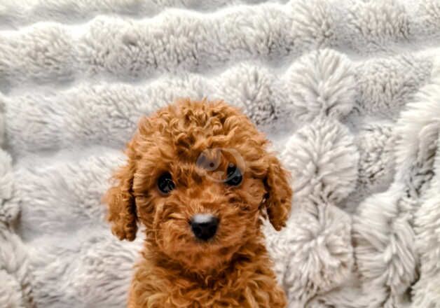 Cockapoo Puppies for sale