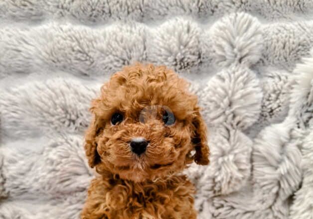 BEAUTIFUL COCKAPOO PUPPIES for sale in Doncaster, South Yorkshire - Image 5