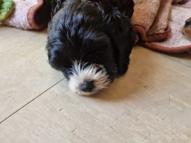 Beautiful cockapoo puppies for sale in Guildford, Surrey - Image 2