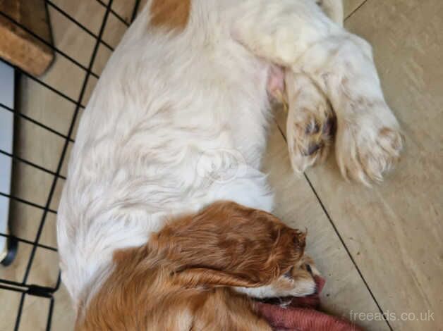 Beautiful cockapoo puppies for sale in Guildford, Surrey - Image 3