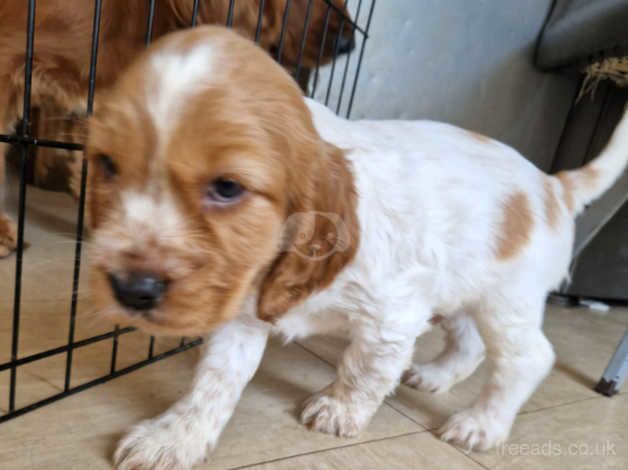 Beautiful cockapoo puppies for sale in Guildford, Surrey - Image 4