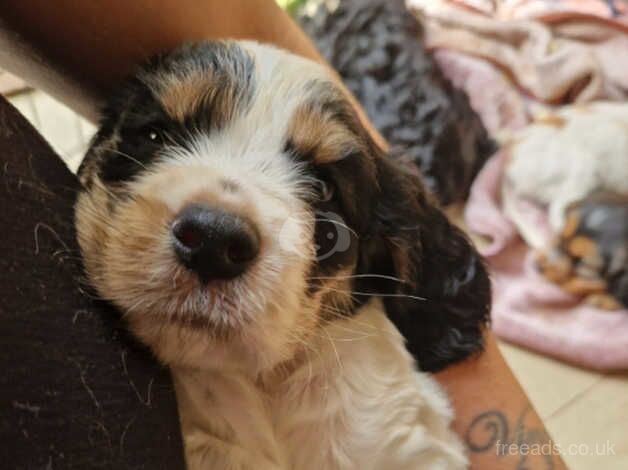 Beautiful cockapoo puppies for sale in Guildford, Surrey - Image 5