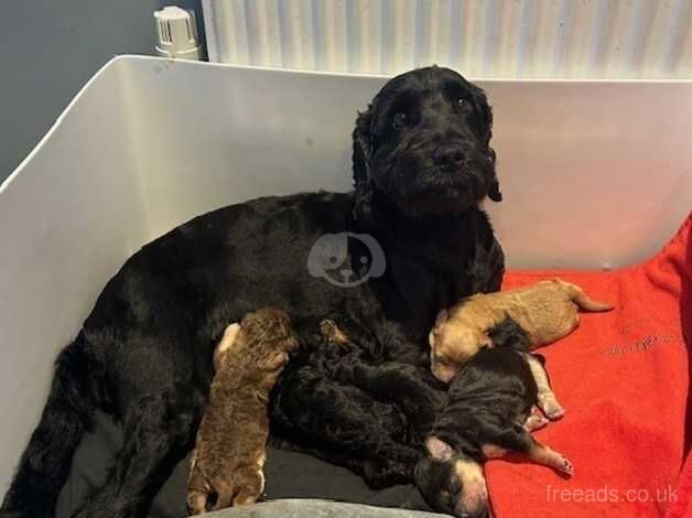 Beautiful Cockapoo Puppies for sale in Ipswich, Suffolk - Image 1