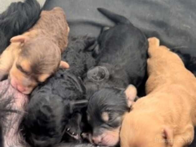 Beautiful Cockapoo Puppies for sale in Ipswich, Suffolk - Image 2