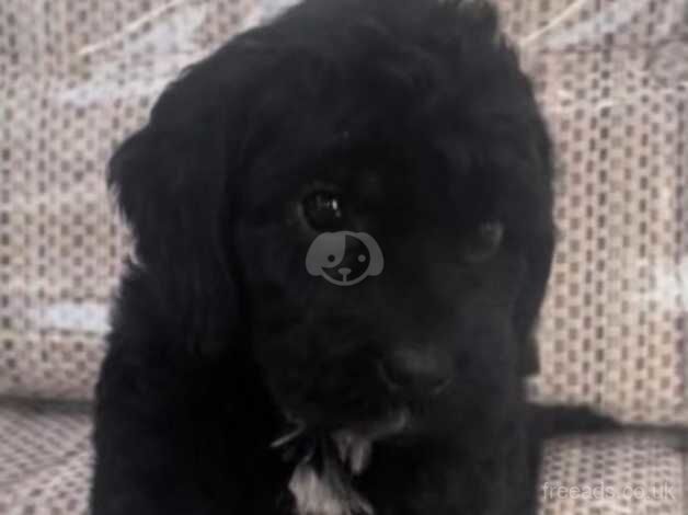 Beautiful cockapoo puppies for sale in Liskeard, Cornwall