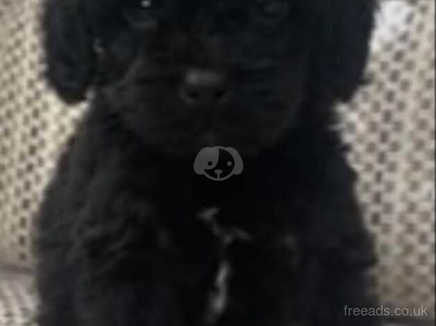 Beautiful cockapoo puppies for sale in Liskeard, Cornwall - Image 2