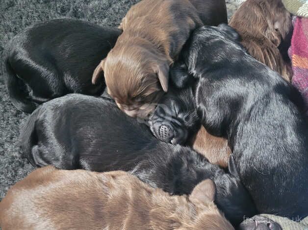 Beautiful cockapoo puppies for sale in Manchester, Greater Manchester