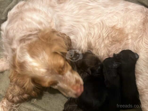 Beautiful cockapoo puppies for sale in Manchester, Greater Manchester - Image 2