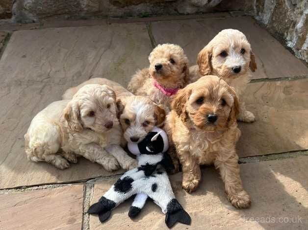 BEAUTIFUL COCKAPOO PUPPIES for sale in Swansea