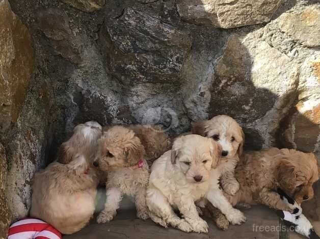 BEAUTIFUL COCKAPOO PUPPIES for sale in Swansea - Image 2