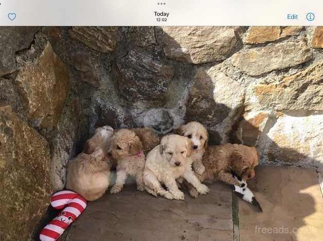 BEAUTIFUL COCKAPOO PUPPIES for sale in Swansea - Image 3