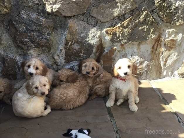 BEAUTIFUL COCKAPOO PUPPIES for sale in Swansea - Image 4