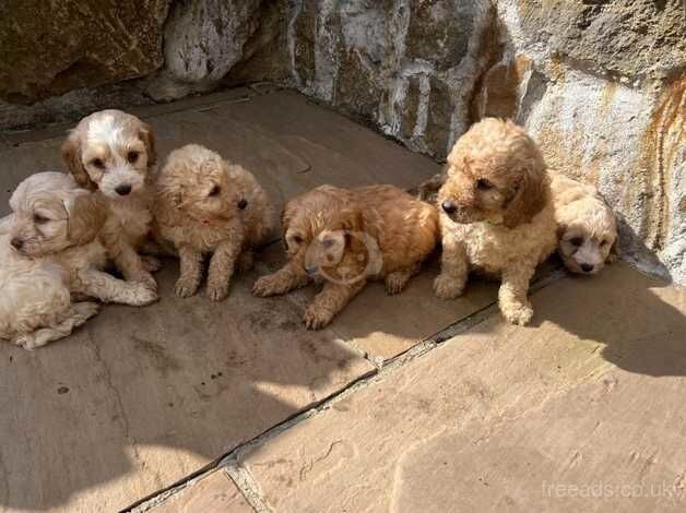 BEAUTIFUL COCKAPOO PUPPIES for sale in Swansea - Image 5