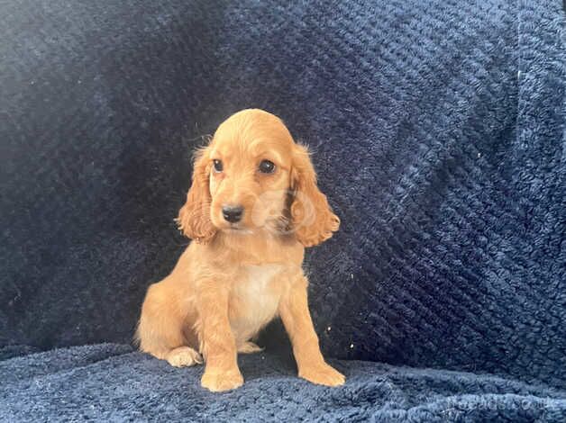 Beautiful Cockapoo puppies for sale in Wrexham