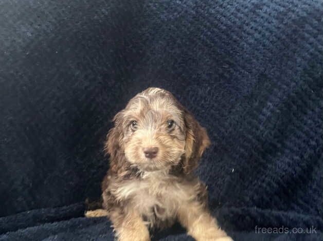 Beautiful Cockapoo puppies for sale in Wrexham - Image 3