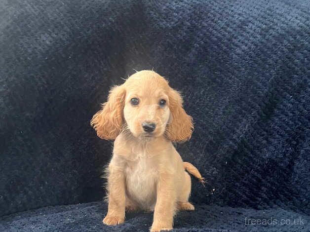 Beautiful Cockapoo puppies for sale in Wrexham - Image 4