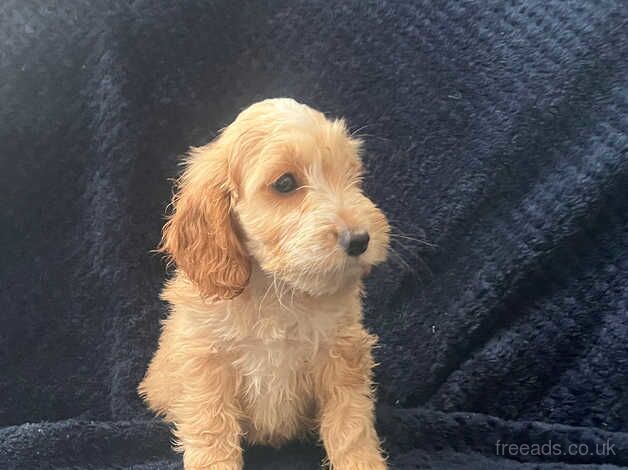 Beautiful Cockapoo puppies for sale in Wrexham - Image 5