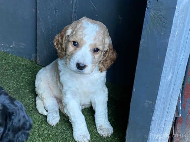 Beautiful cockapoo puppies for sale in Wrexham/Wrecsam, Wrexham