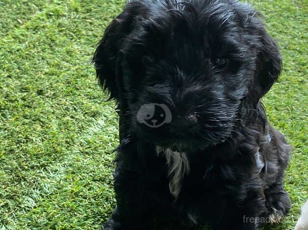 Cockapoo Puppies for sale in Wrexham