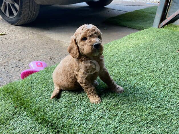 Cockapoo Puppies for sale