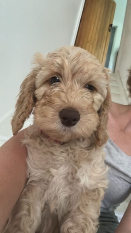 Beautiful cockapoo puppies- ready now for sale in Clevedon, Somerset