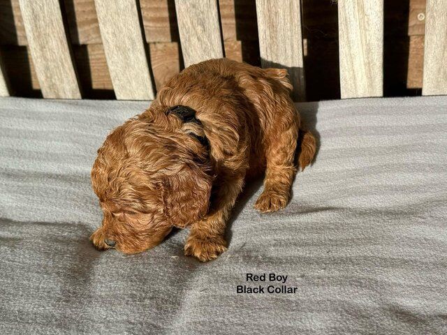 Beautiful cockapoo puppy's for sale in Whitechapel, City of London, Greater London - Image 2