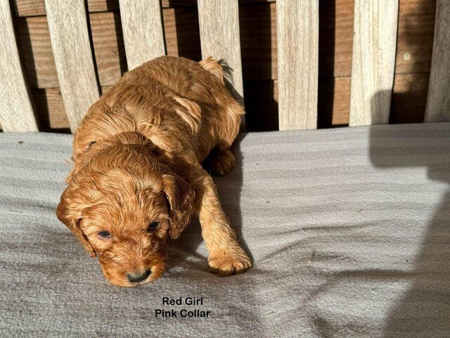 Beautiful cockapoo puppy's for sale in Whitechapel, City of London, Greater London - Image 3