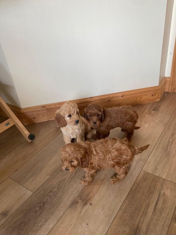 Beautiful cockapoo puppy's for sale in London, City of London, Greater London - Image 2