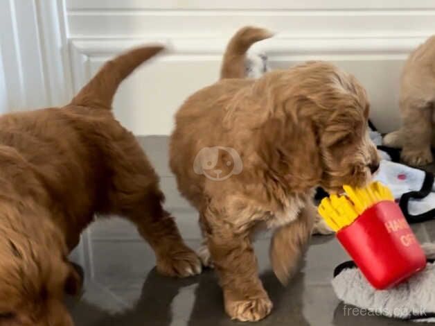 Beautiful Cockapoo pups for sale in Treharris, Merthyr Tydfil