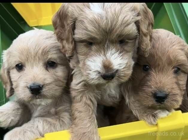 Beautiful Cockapoo pups for sale in Treharris, Merthyr Tydfil - Image 2