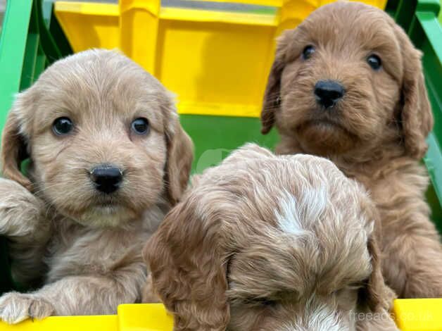 Beautiful Cockapoo pups for sale in Treharris, Merthyr Tydfil - Image 3