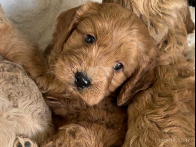 Beautiful Cockapoo pups for sale in Treharris, Merthyr Tydfil - Image 4