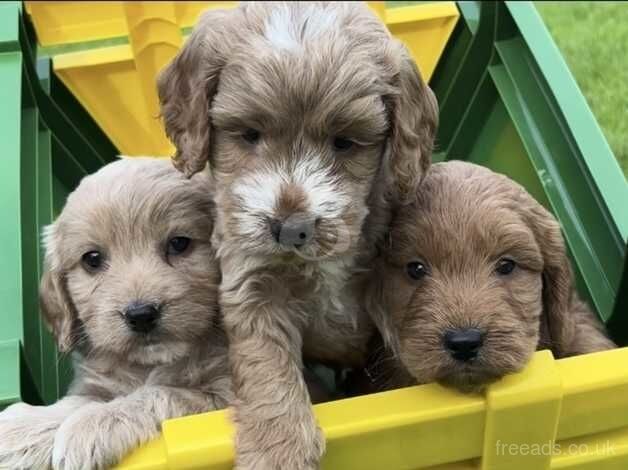 Beautiful Cockapoo pups for sale in Treharris, Merthyr Tydfil - Image 5