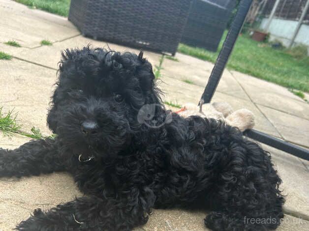 Beautiful cockapoo X cavapoo for sale in Birmingham, West Midlands - Image 1