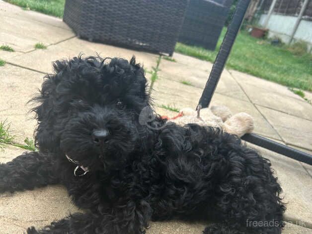 Beautiful cockapoo X cavapoo for sale in Birmingham, West Midlands - Image 2