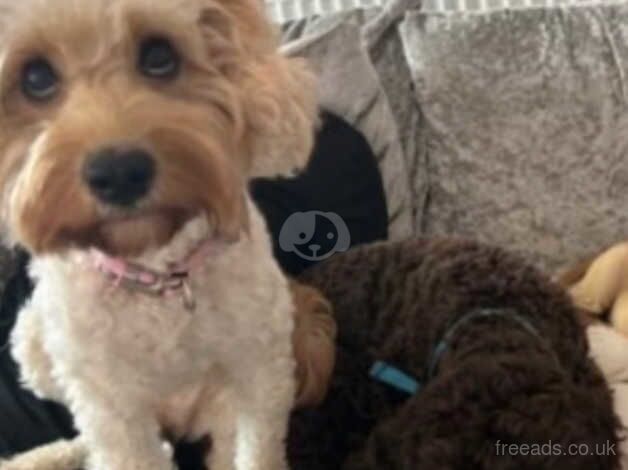 Beautiful cockapoo X cavapoo for sale in Birmingham, West Midlands - Image 3