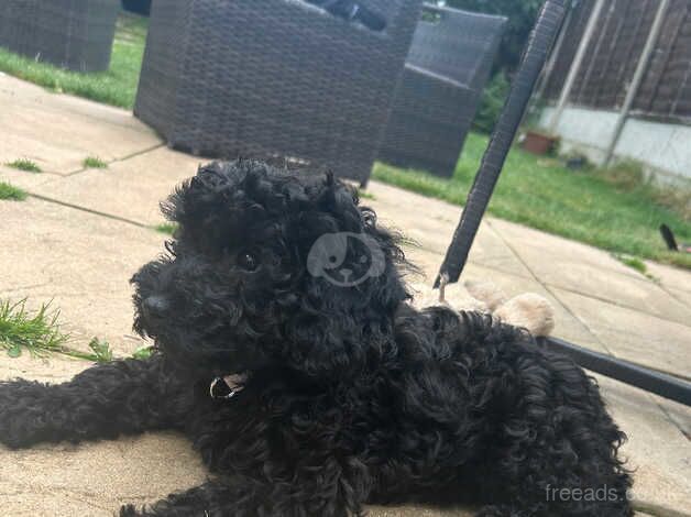 Cockapoo Puppies for sale