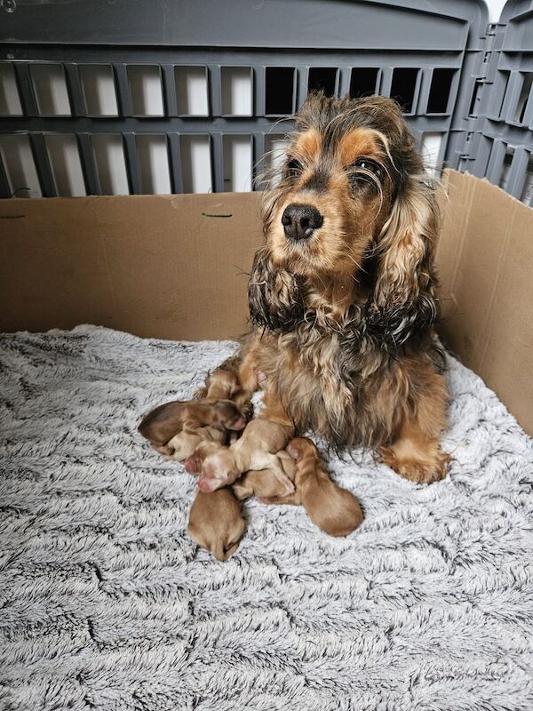 Beautiful Cockapoos Due March 2024🐾 - Cockapoo Puppies For Sale in ...